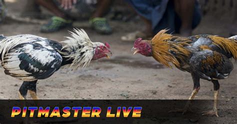 pitmaster live login|Pitmaster Sabong: Online Sabong and Sports Betting.